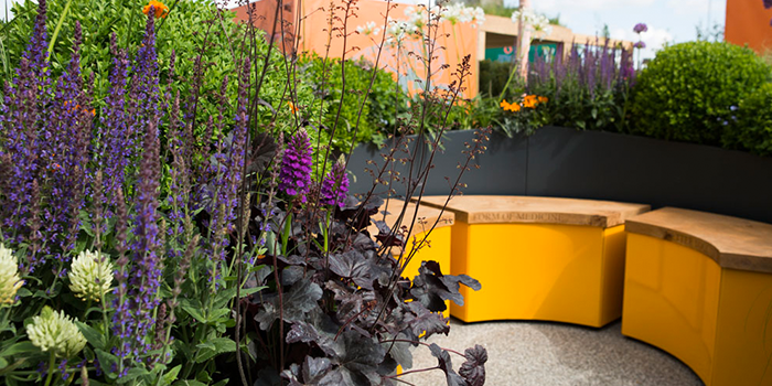 Purple flowers in bloom in the garden